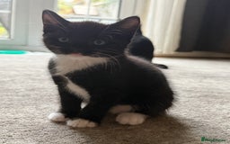 European cats for sale: Kittens looking for forever home - Image 3