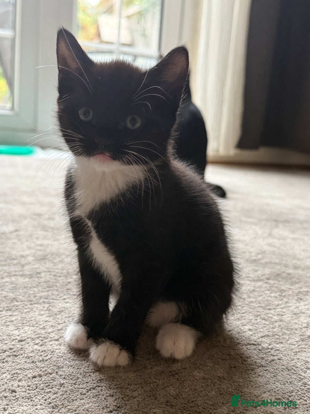 European cats for sale: Kittens looking for forever home - Image 3