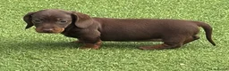 Dachshund dogs for sale: Beautiful, loving, Daschound babies - Advert 13