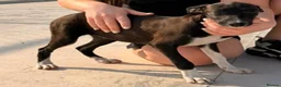 Mixed Breed dogs for adoption: Anda needs a loving home  - Advert 10