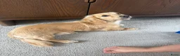 Miniature Dachshund dogs for sale: 9 Month old Long Hair Mini Dachshund Kc  in Plymouth - Advert 4