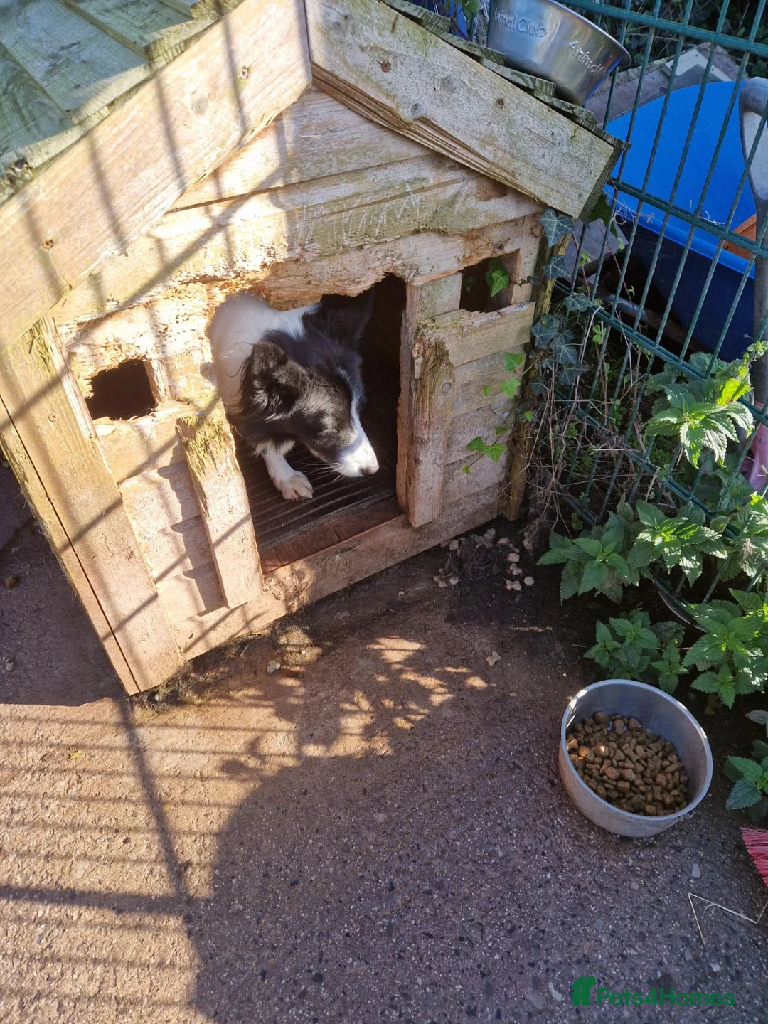 Border Collie dogs for sale: Young working Collie - Advert 3