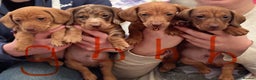 Miniature Dachshund dogs for sale: Full of fun Miniature Dachshunds  - Advert 4