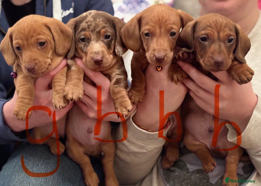 Miniature Dachshund dogs for sale: Full of fun Miniature Dachshunds  - Advert 4