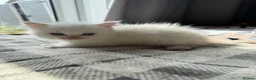 Ragdoll cats for sale: Purebred Ragdoll Kitten - Advert 17