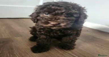 Miniature Poodle dogs - Advert 3