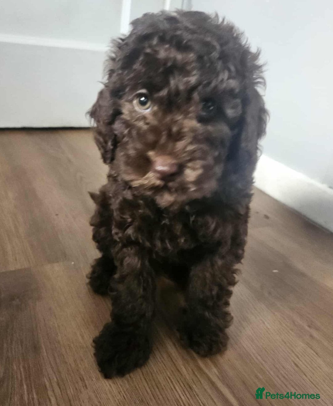 Miniature Poodle dogs for sale: Mini poodle for sale - Image 3