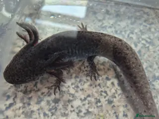 Axolotl reptiles Various axolotl juveniles available - Advert 2