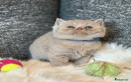 British Shorthair cats for sale: British Shorthair Kittens - Image 17