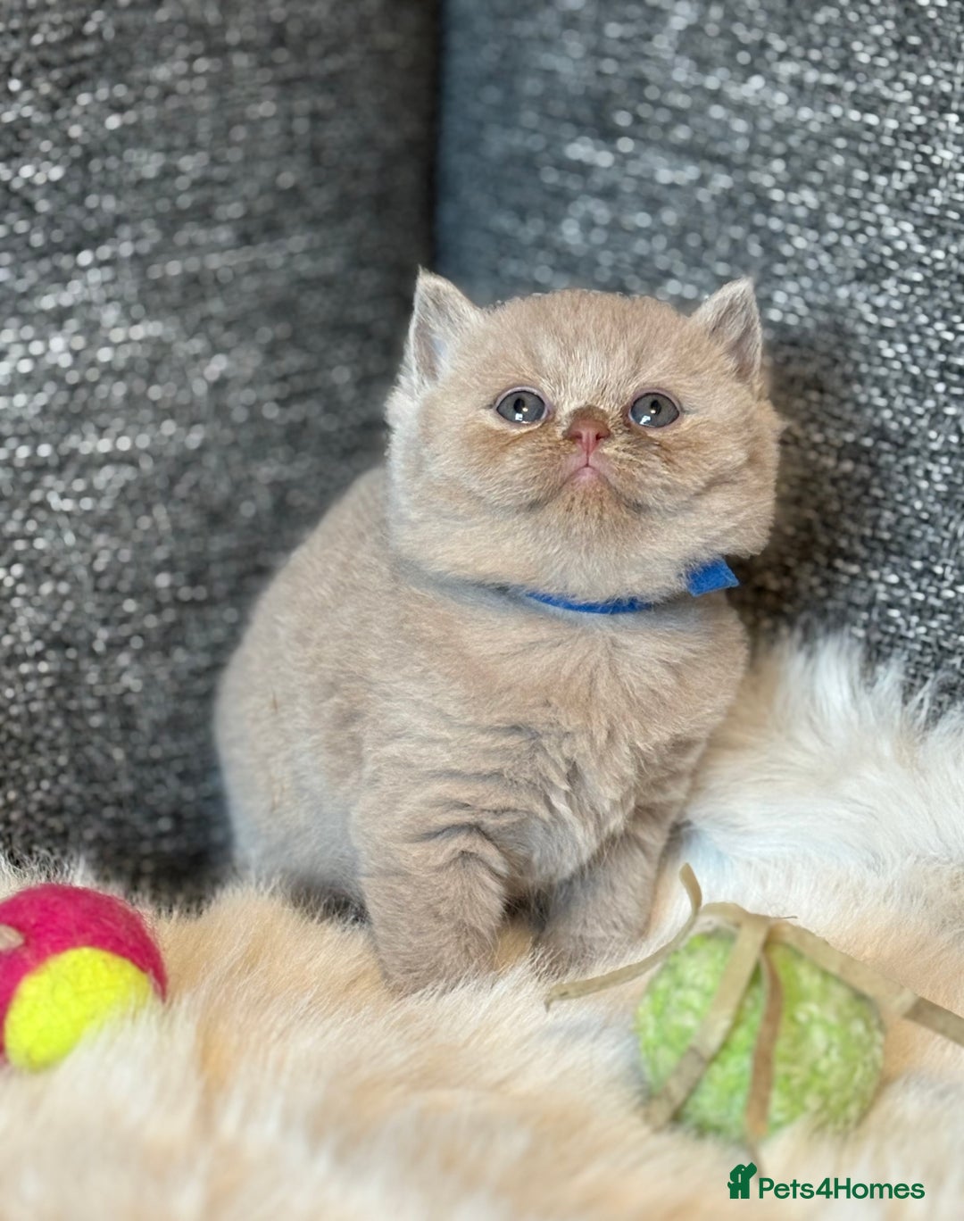 British Shorthair cats for sale: British Shorthair Kittens - Image 17