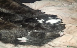 British Longhair cats for sale: Black and white kittens  - Image 8