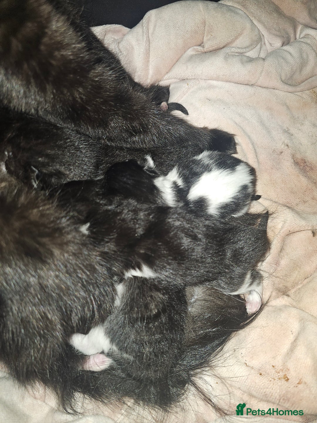 British Longhair cats for sale: Black and white kittens  - Image 8