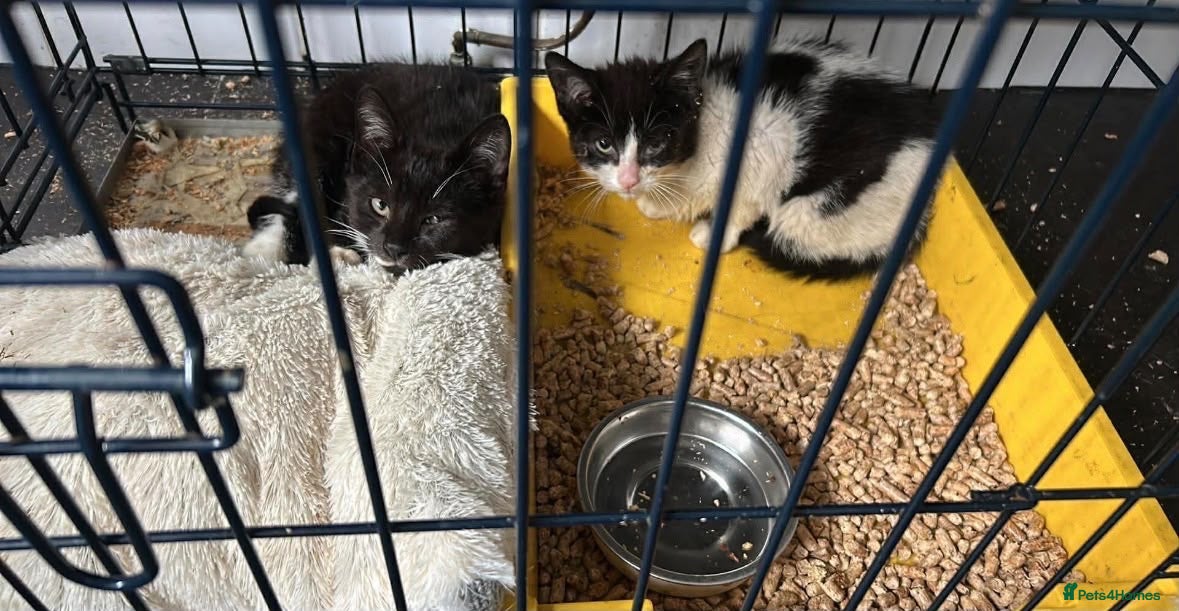 British Shorthair cats 🚨 URGENT – TEMPORARY FOSTER HOME NEEDED 🐾❤️ - Advert 2