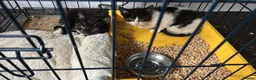 British Shorthair cats for adoption: 🚨 URGENT – TEMPORARY FOSTER HOME NEEDED 🐾❤️ - Advert 1