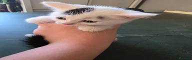 Dipstick