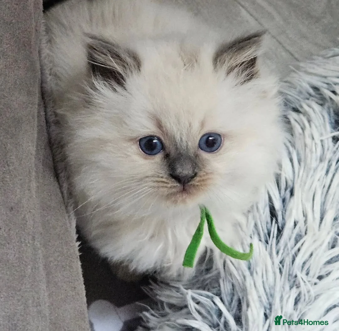 Ragdoll cats for sale: Lilac tica registered ragdolls - Advert 15