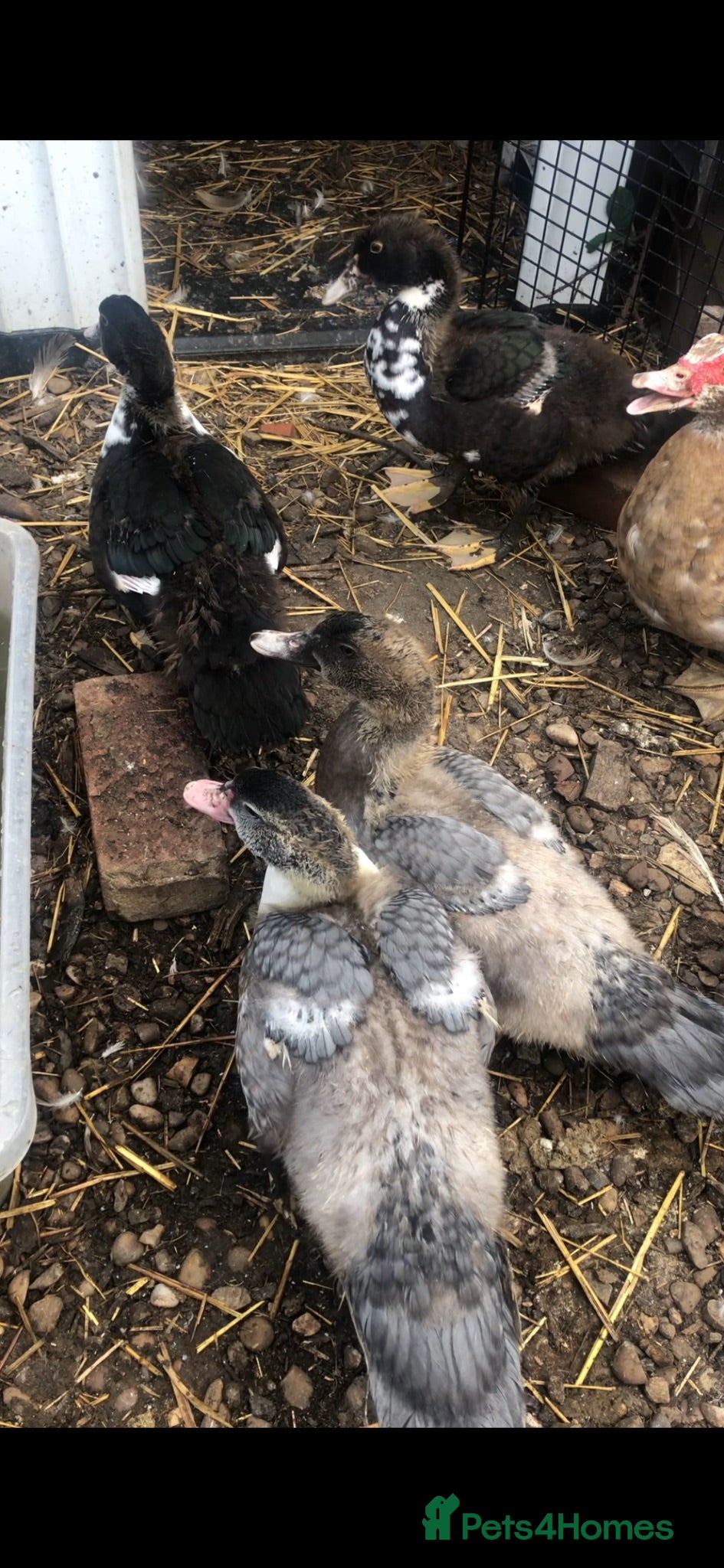 Ducks poultry for sale: Muscovy  - Advert 2