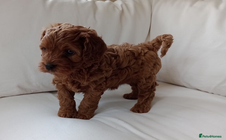 Cavapoo dogs - Advert 1