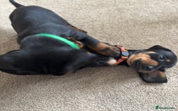 Dachshund dogs for sale: Kc standard Black and Tan dachshunds - Image 22