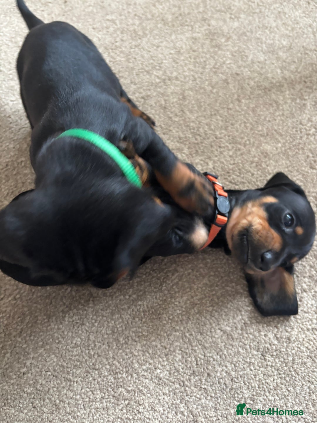 Dachshund dogs for sale: Kc standard Black and Tan dachshunds - Image 22