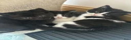 British Shorthair cats for sale: Adorable British Shorthair Cross Kittens - Advert 3
