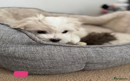 Maltese dogs for sale: 5 Generation KC registered Maltese - Image 6