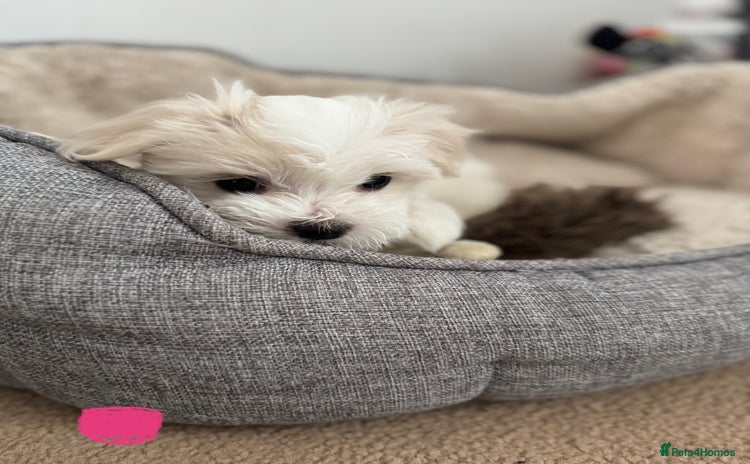 Maltese dogs - Advert 1