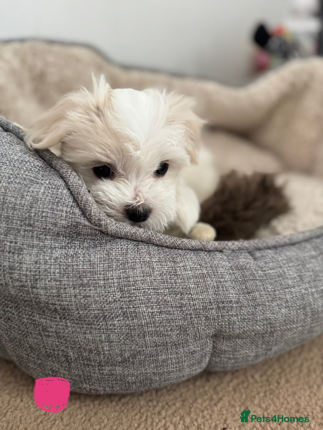 Maltese dogs for sale: 5 Generation KC registered Maltese - Image 6