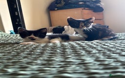 Mixed Breed cats for sale: 3 adorable kittens ready for their forever homes - Image 13
