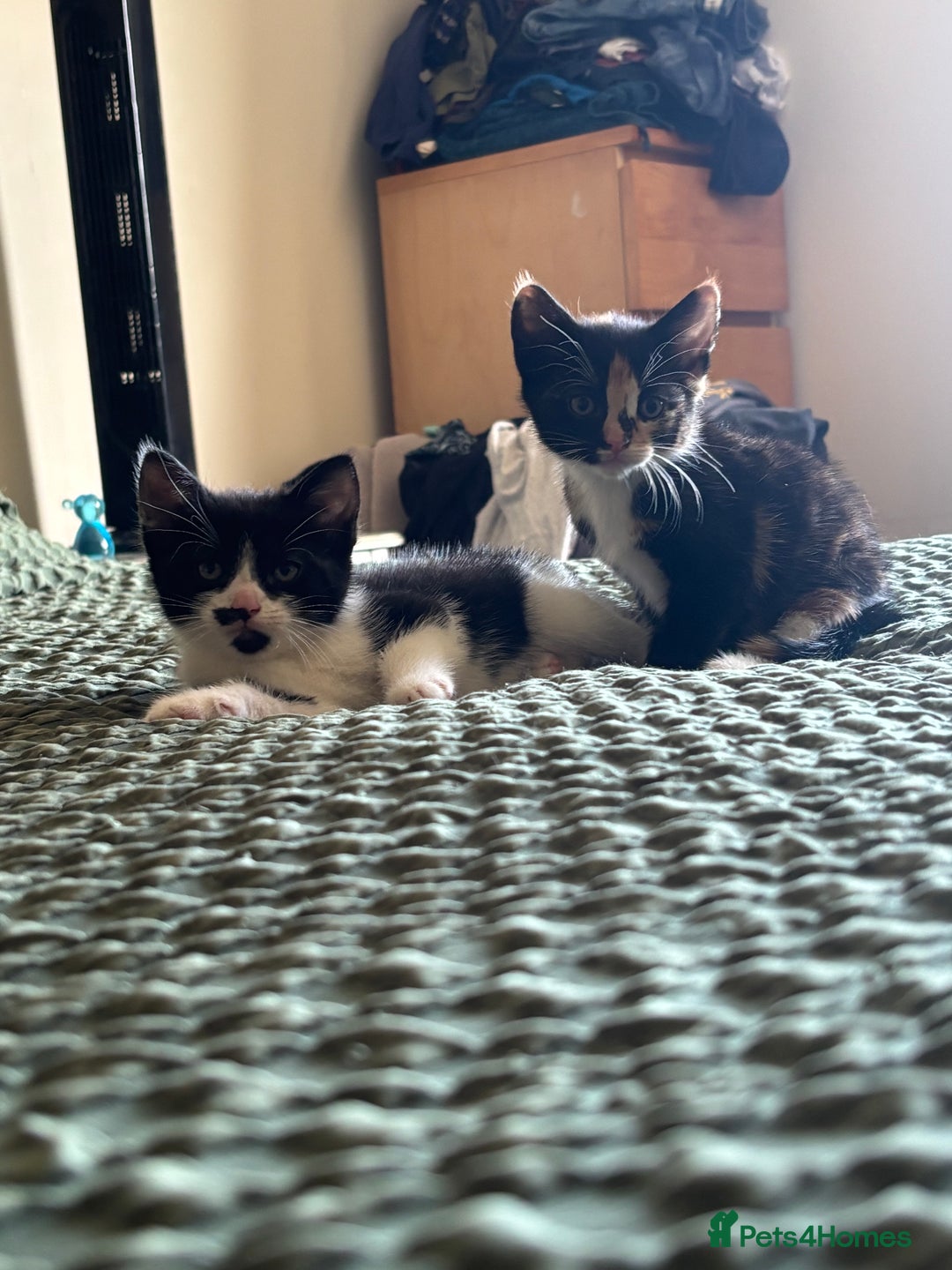 Mixed Breed cats for sale: 3 adorable kittens ready for their forever homes - Image 13