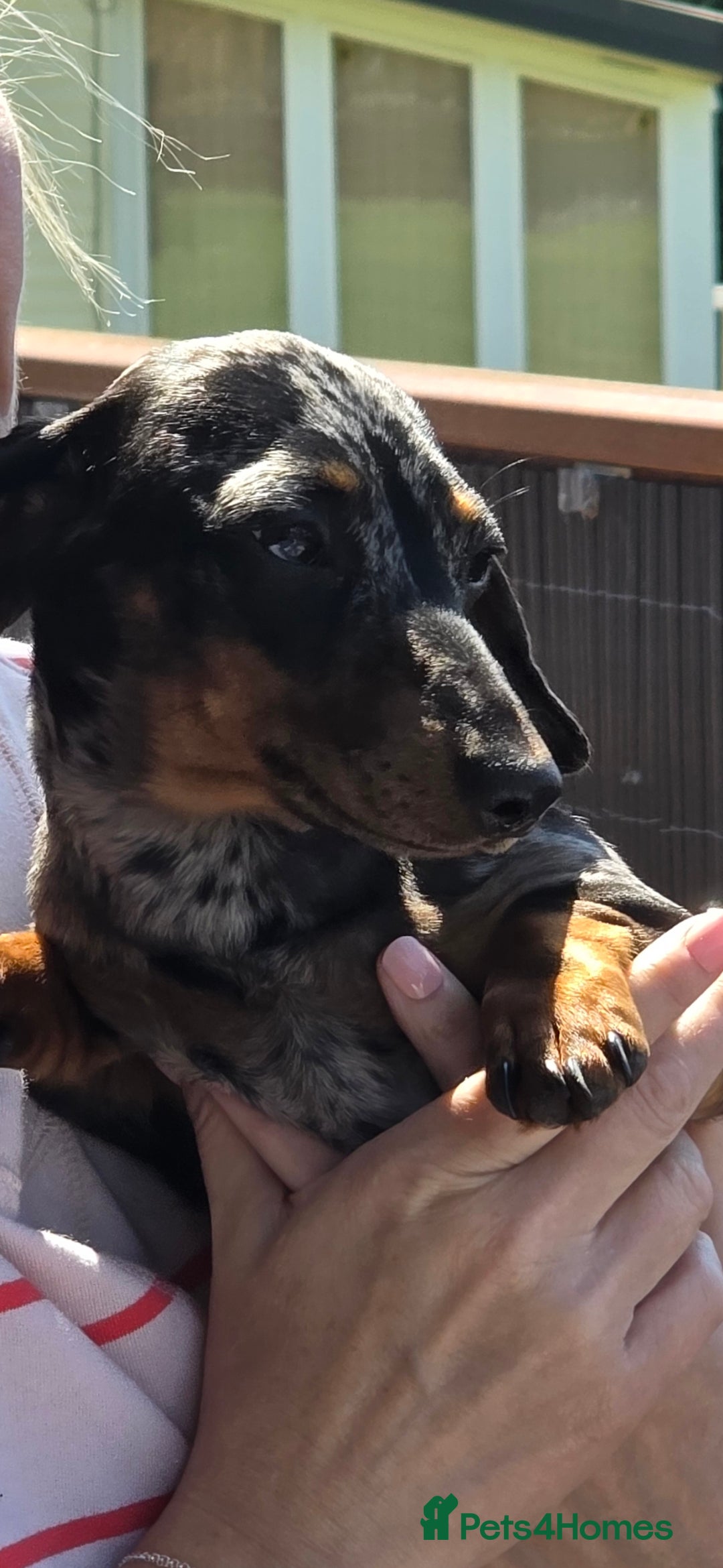 Mixed Breed dogs for sale: Dachshund x terrier puppys - Image 8