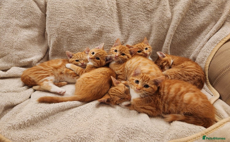 Domestic Shorthair cats - Advert 2