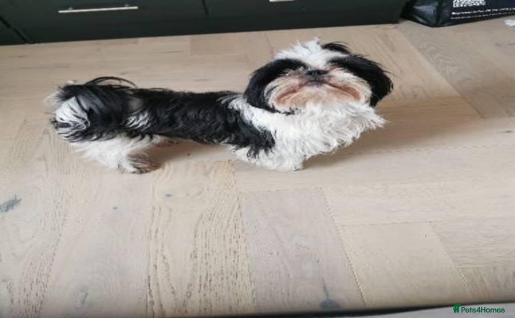 Shih Tzu dogs Imperial Shih Tzu Ready to leave  - Advert 1