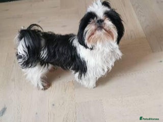 Shih Tzu dogs Imperial Shih Tzu Ready to leave - Advert 1