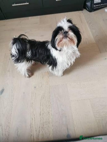 Shih Tzu dogs Imperial Shih Tzu Ready to leave - Advert 1