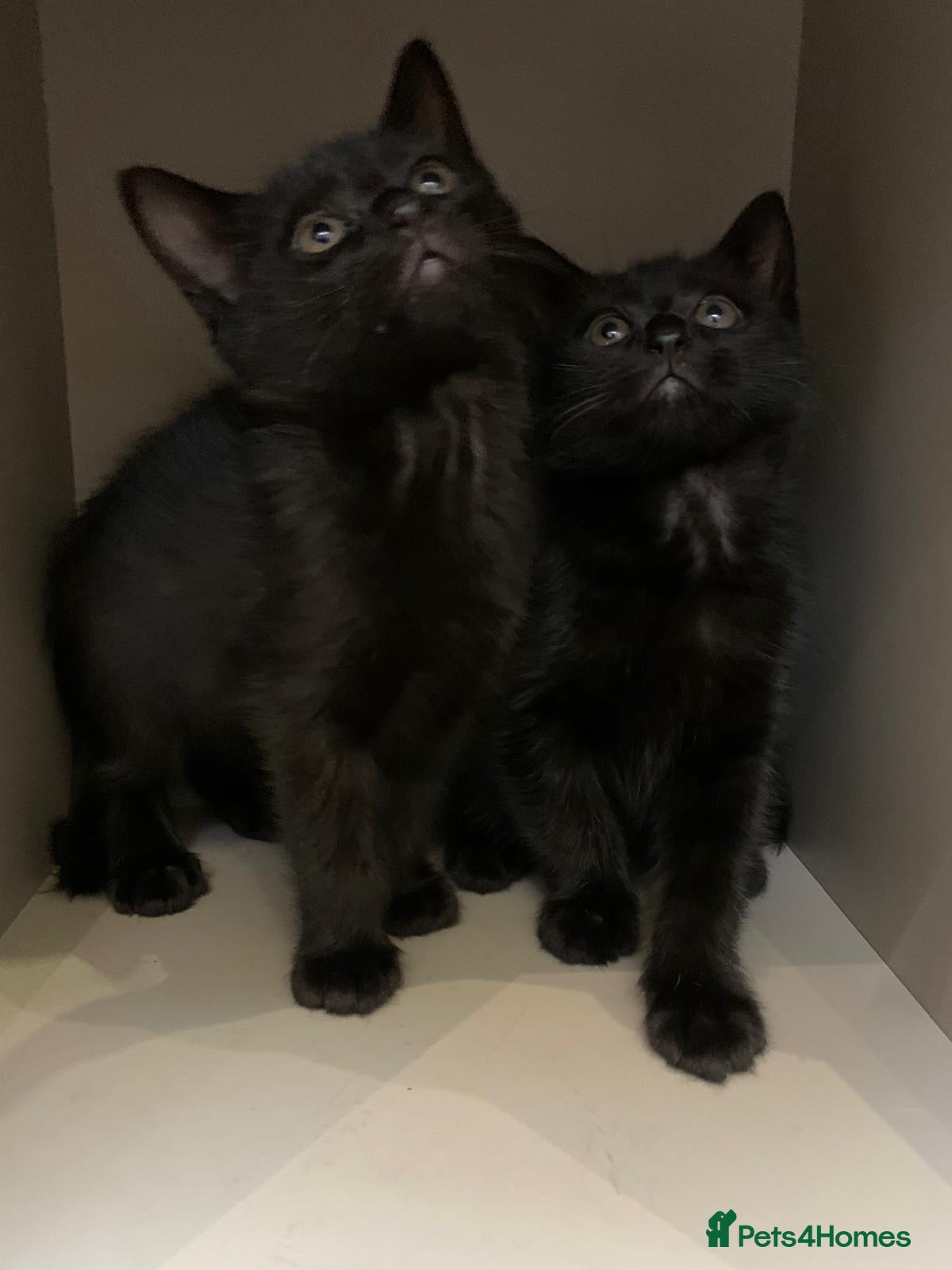 Mixed Breed cats Kittens  - Advert 1