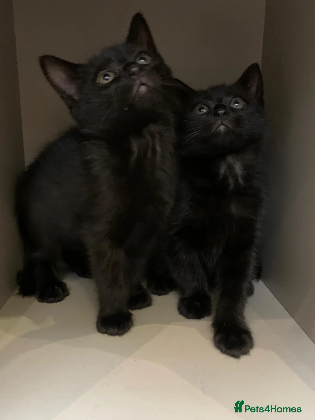 Mixed Breed cats for sale: Kittens  - Advert 1
