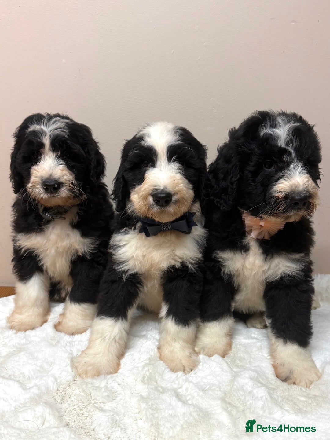 Bernedoodle dogs for sale: F1 Standard Bernerdoodles - Advert 6
