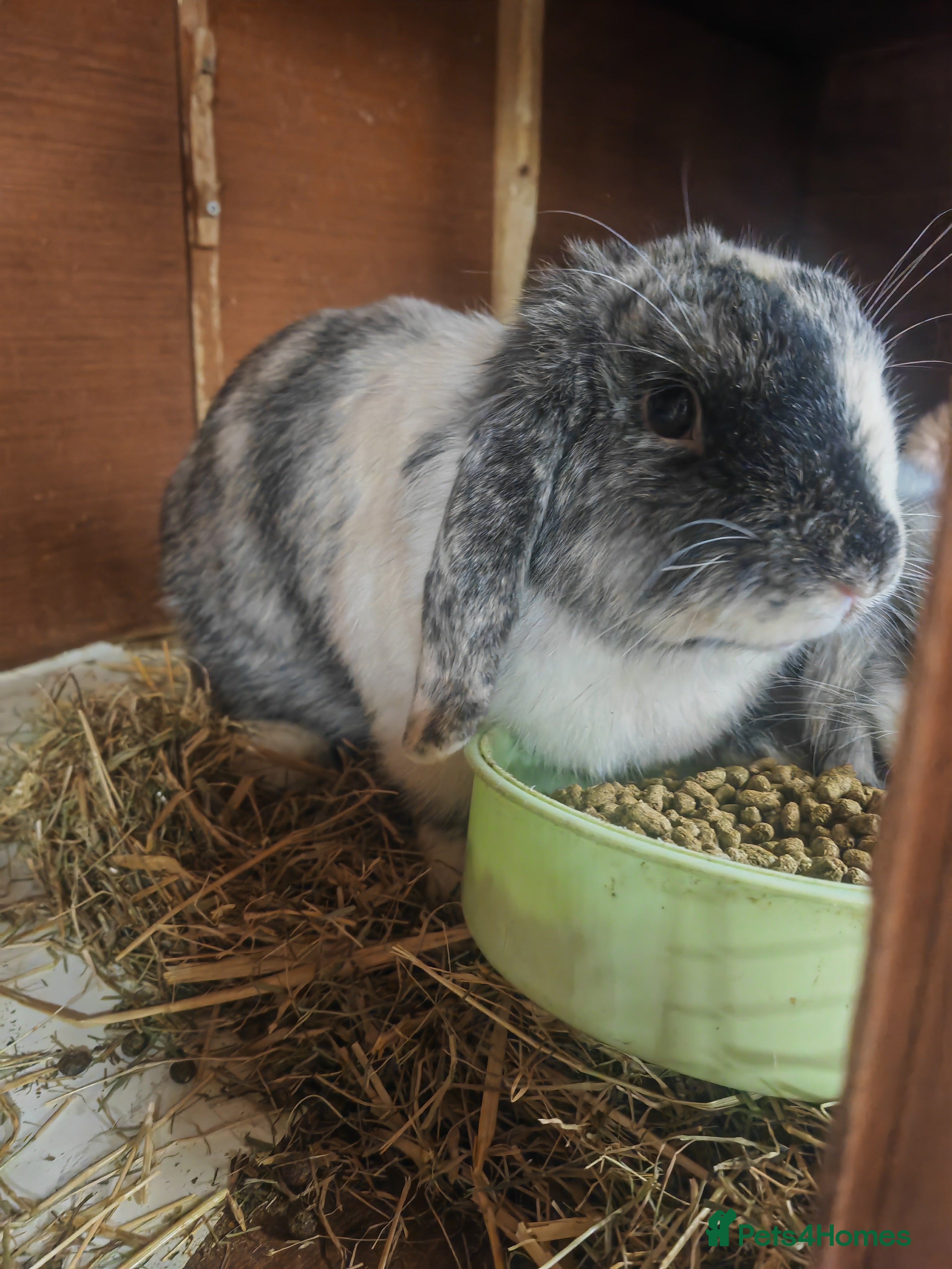 Mini Lop rabbits British lop babies  - Advert 19