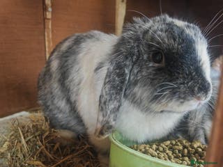 Mini Lop rabbits British lop babies - Advert 18