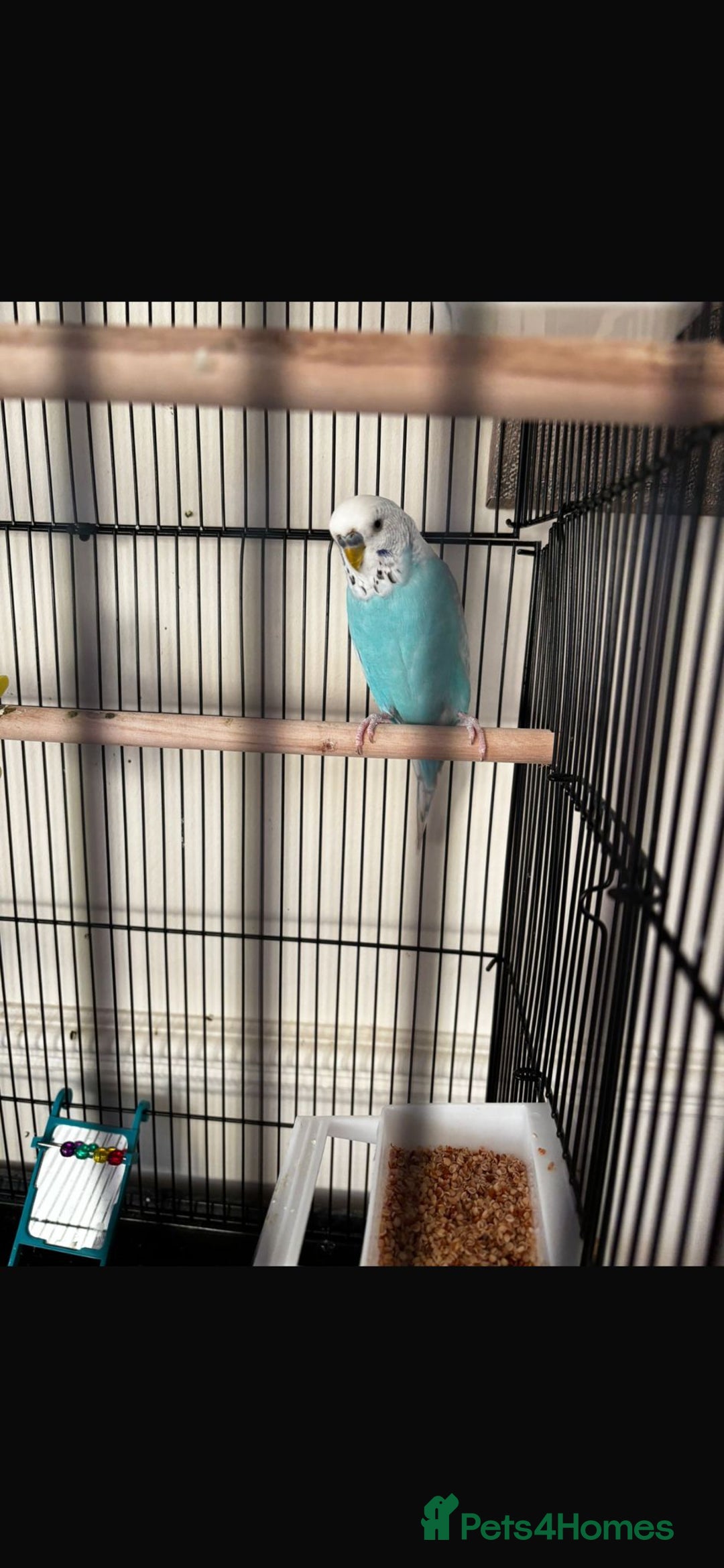 Budgerigars birds for sale: 2 budgies - Advert 3