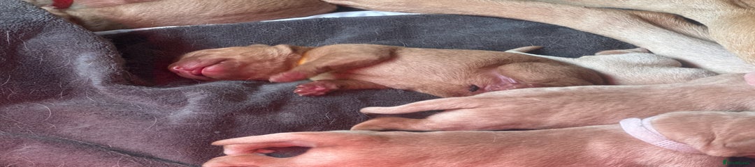 Yellow ‘Star’ Red Fox Labrador 