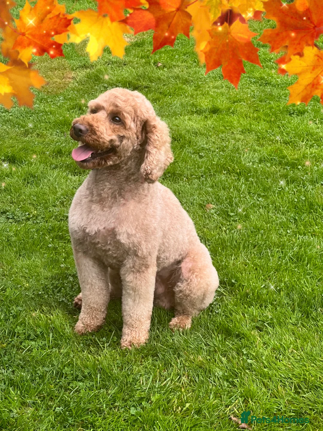 Miniature Poodle dogs for stud: Kc reg apricot  dna fully tested min poodle stud in Market Drayton - Advert 14