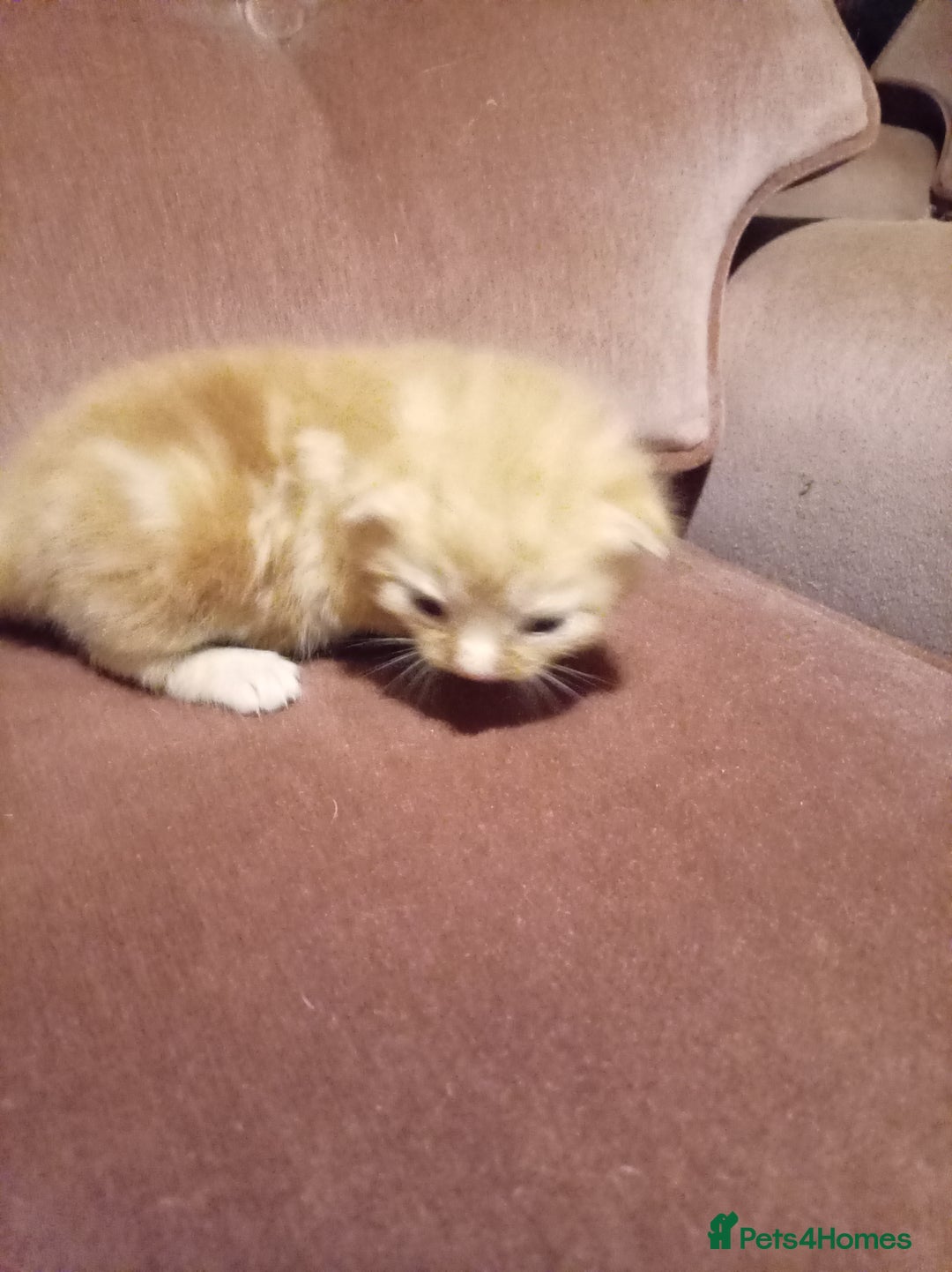 Mixed Breed cats for sale: Four mixed breed British short kittens - Image 22