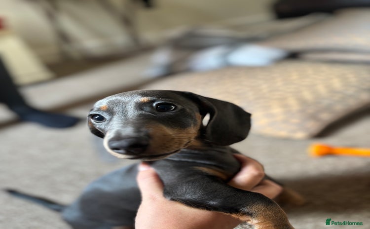Miniature Dachshund dogs - Advert 1