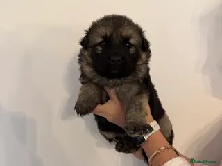 German Shepherd dogs German Shepherd Puppies - Advert 15