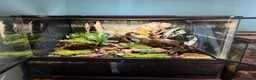 Tarantulas invertebrates for sale: theraphosa stirmi And full setup - Advert 1