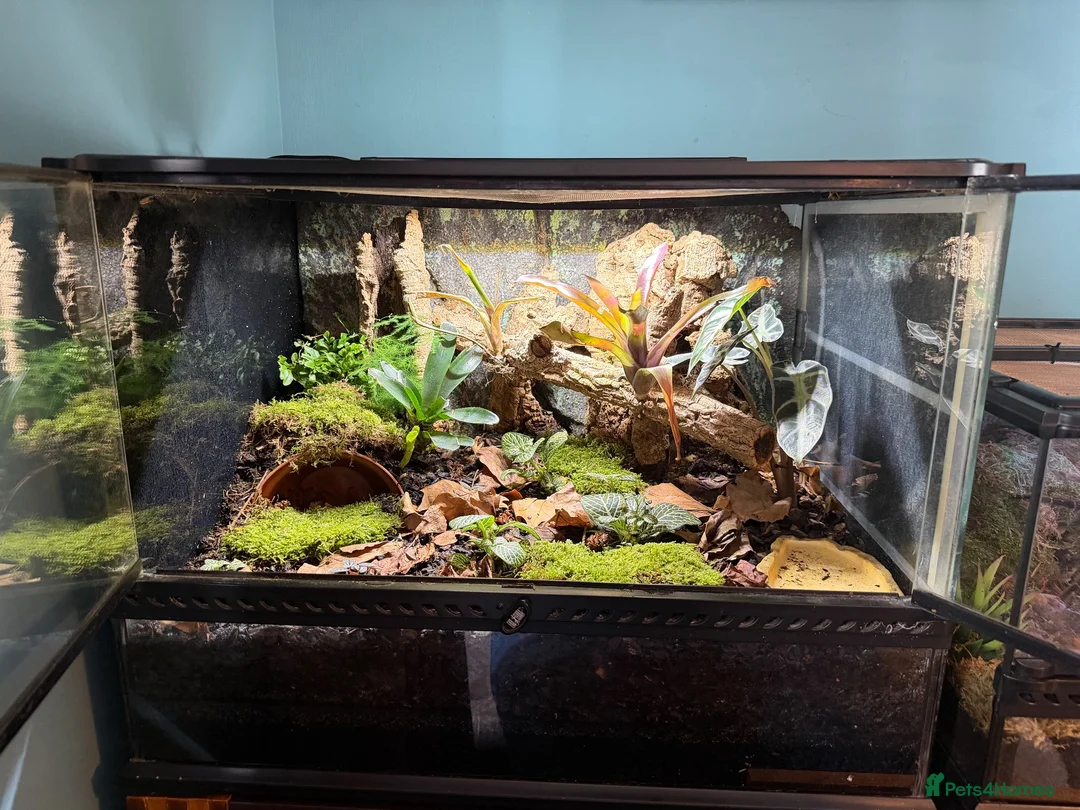 Tarantulas invertebrates for sale: theraphosa stirmi And full setup - Advert 1