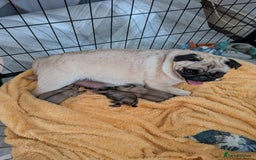 Pug dogs for sale: 🐾 Adorable Pug Puppies Ready for Forever Homes!  - Image 9