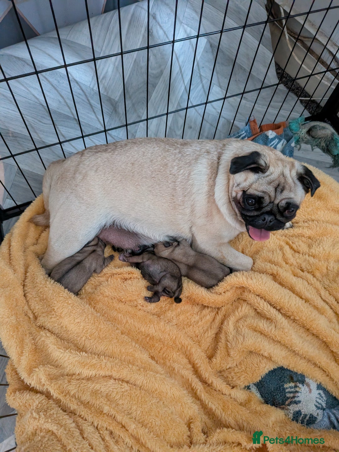 Pug dogs for sale: 🐾 Adorable Pug Puppies Ready for Forever Homes!  - Image 9